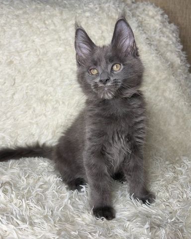 Reinrassige Maine Coons