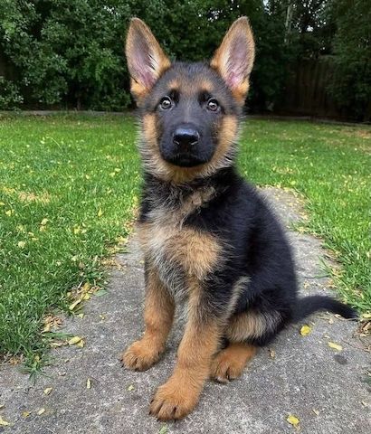 Deutsche Schäferhundwelpen