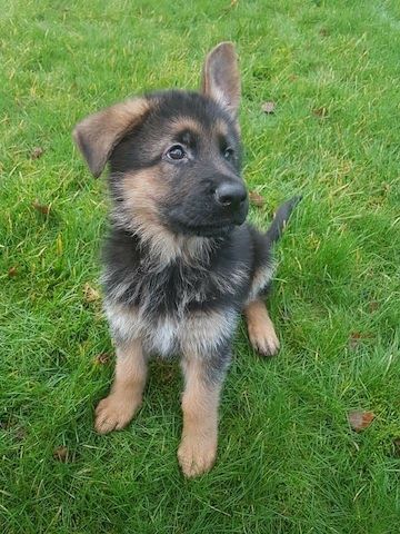 Deutsche Schäferhundwelpen