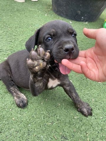 Cane Corso Welpen