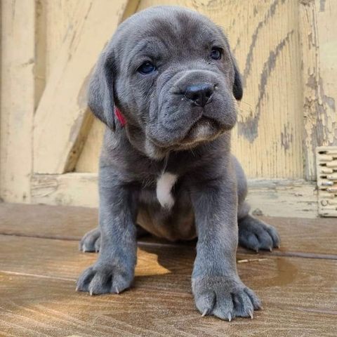 Cane Corso Welpen