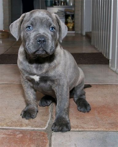 Cane Corso Welpen