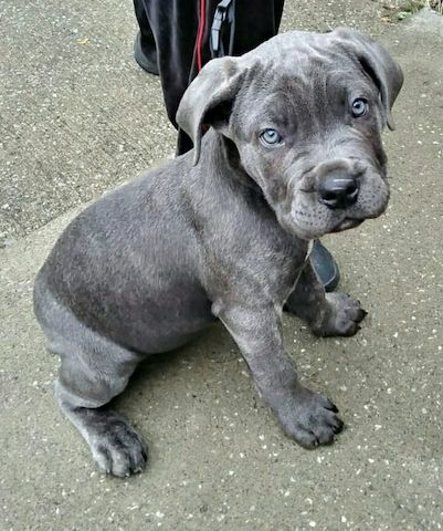 Cane Corso Welpen