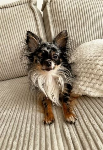 Wunderschöne kleine Chihuahua-Welpen