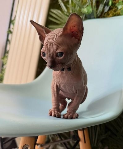 Kanadische Sphynx-Kätzchen!