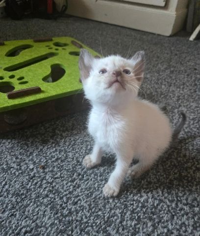 Siamkatze (Mädchen) verfügbar