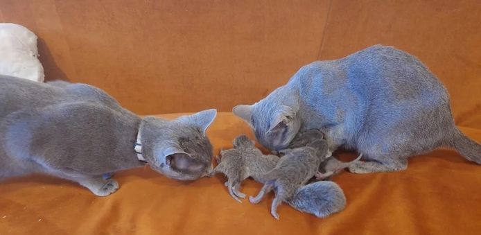 Russisch Blau Kätzchen