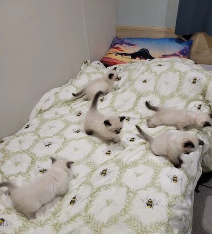 5 sehr geliebte und verwöhnte Ragdoll-Kätzchen