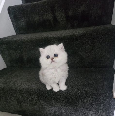 wunderschöne Perser-Chinchilla-Kätzchen