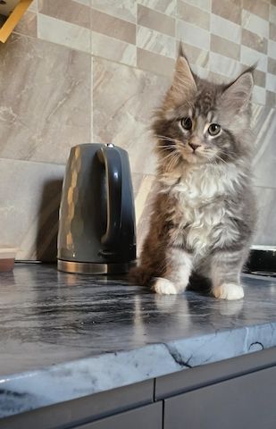 Maine-Coon-Kätzchen abzugeben