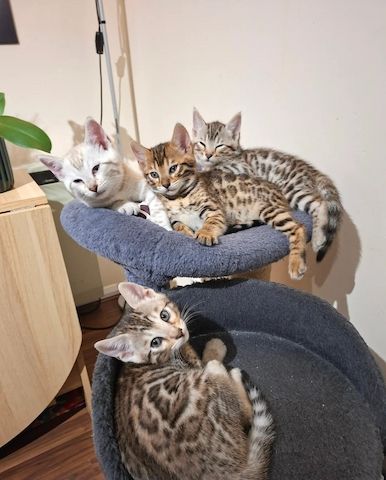 Vier wunderschöne Bengalkätzchen