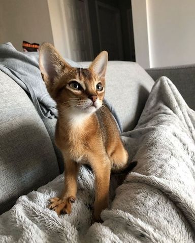 Reinrassige Abessinier-Kätzchen ❤️