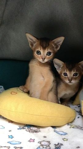 Reinrassige Abessinier-Kätzchen ❤️