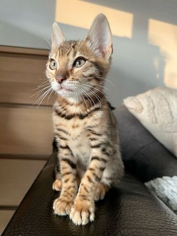 Wunderschöner Wurf halb-bengalischer Kätzchen