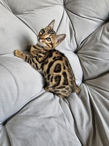 Wunderschöner Wurf halb-bengalischer Kätzchen