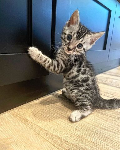 Wunderschöner Wurf halb-bengalischer Kätzchen