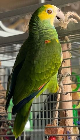 Freundlicher Welpe einer Orangeflügelamazone