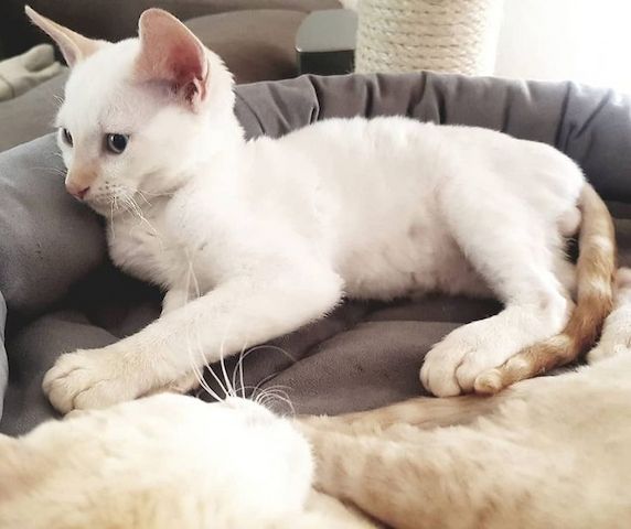 Deutsche Rex-Kätzchen