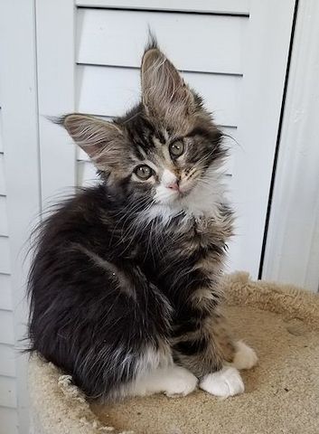 Maine Coon