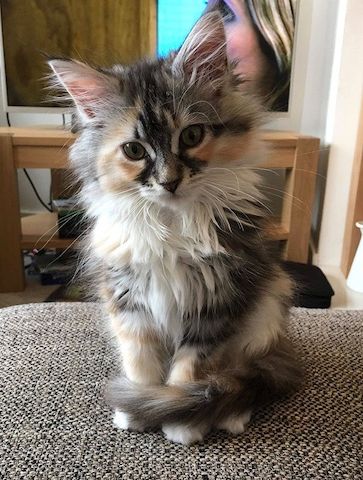 Maine Coon