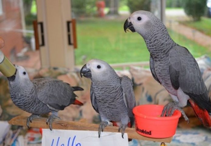 Afrikanische Graupapageien