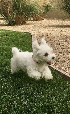 Malteserwelpen mit Ahnentafel suchen ein liebevolles Zuhause