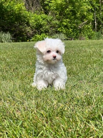 Malteserwelpen mit Ahnentafel suchen ein liebevolles Zuhause