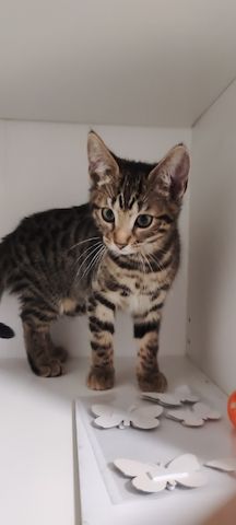 Bengal-Mix-Kätzchen suchen ein liebevolles Zuhause