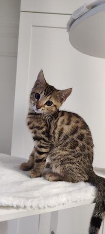 Bengal-Mix-Kätzchen suchen ein liebevolles Zuhause