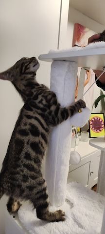 Bengal-Mix-Kätzchen suchen ein liebevolles Zuhause