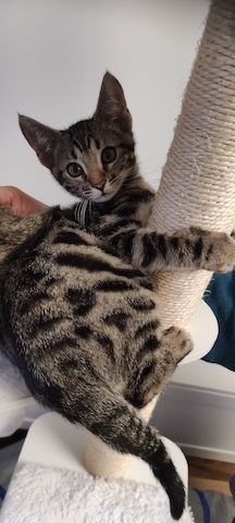 Bengal-Mix-Kätzchen suchen ein liebevolles Zuhause