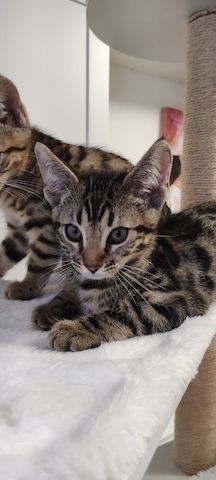 Bengal-Mix-Kätzchen suchen ein liebevolles Zuhause