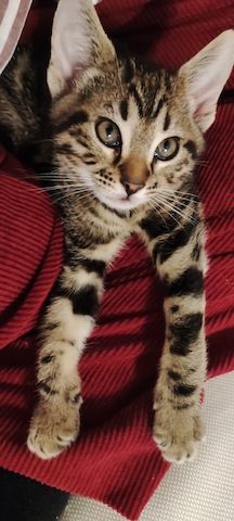 Bengal-Mix-Kätzchen suchen ein liebevolles Zuhause
