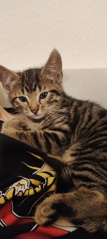 Bengal-Mix-Kätzchen suchen ein liebevolles Zuhause