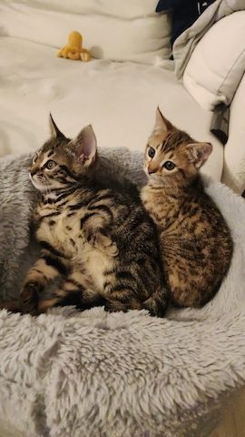 Bengal-Mix-Kätzchen suchen ein liebevolles Zuhause