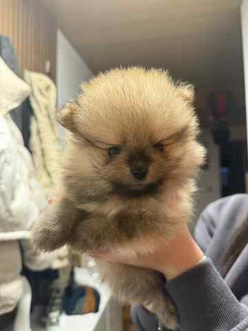 3 süße Zwergspitzwelpen suchen ein Zuhause