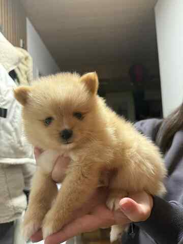 3 süße Zwergspitzwelpen suchen ein Zuhause