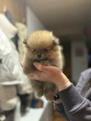 3 süße Zwergspitzwelpen suchen ein Zuhause