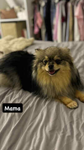 3 süße Zwergspitzwelpen suchen ein Zuhause