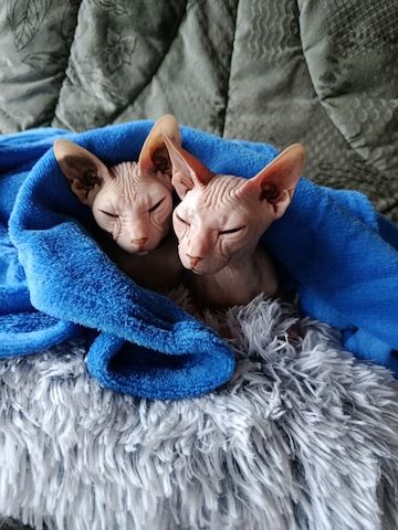 Uschi und Tilli suchen ein neues Zuhause