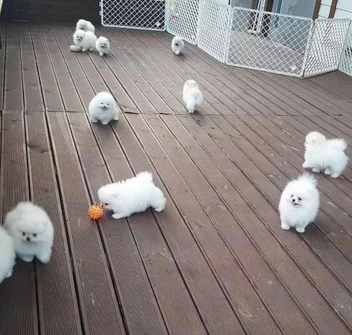 Mini Zwergspitz Pomeranian Welpen 