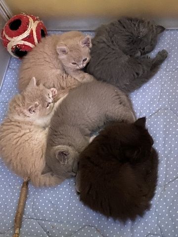 nur noch ein BLH Baby mit Stammbaum sucht sein neues Lieblingszuhause