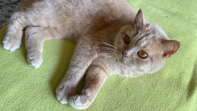 BKH + BLH, Stammbaum, geimpft , entwurmt + Chip