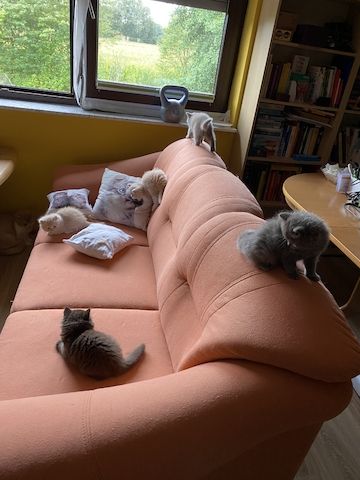 BKH + BLH, Stammbaum, geimpft , entwurmt + Chip