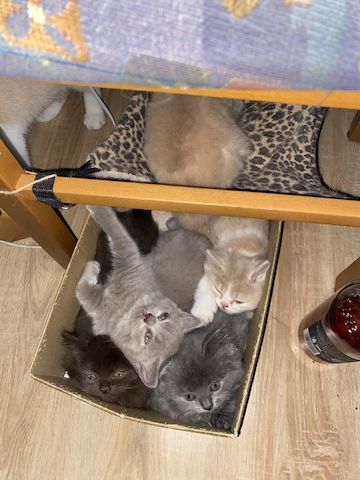 BKH + BLH, Stammbaum, geimpft , entwurmt + Chip