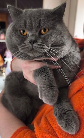 Deckkater BKH mit Stammbaum, gechipt, geimpft, Herz,-Niere geschallt