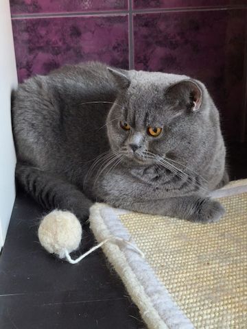 Deckkater BKH mit Stammbaum, gechipt, geimpft, Herz,-Niere geschallt