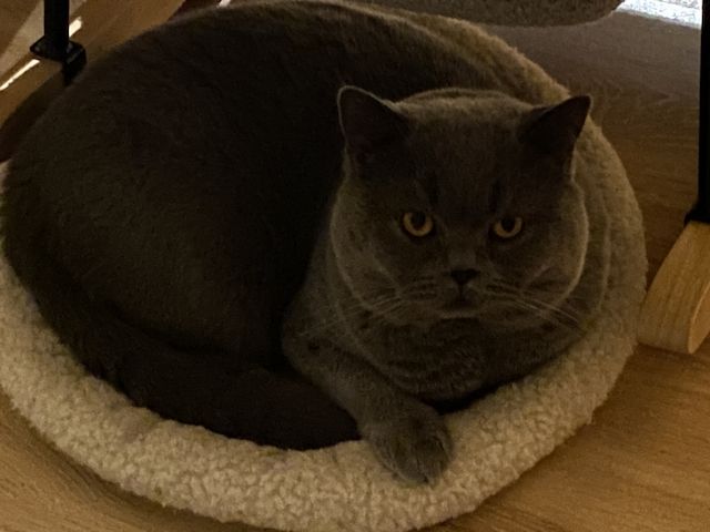 Deckkater BKH mit Stammbaum, gechipt, geimpft, Herz,-Niere geschallt