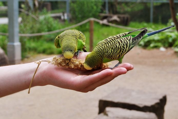Urlaubsbetreuung deiner Wellensittiche
