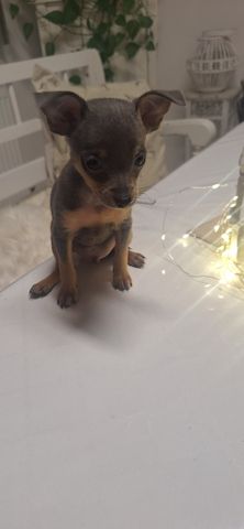 Süsser Prager Rattler Welpe sucht ein neues Zuhause